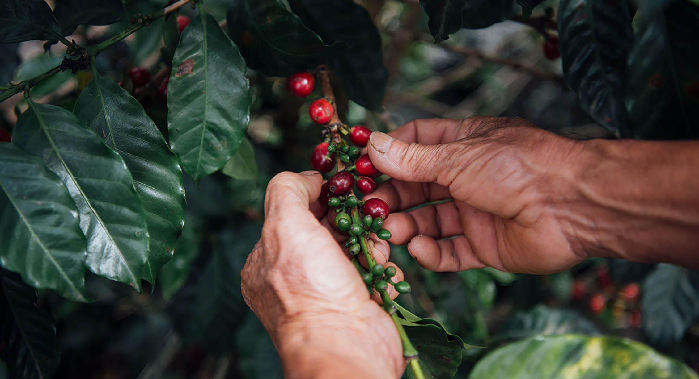 Coffee beans in Guatemala