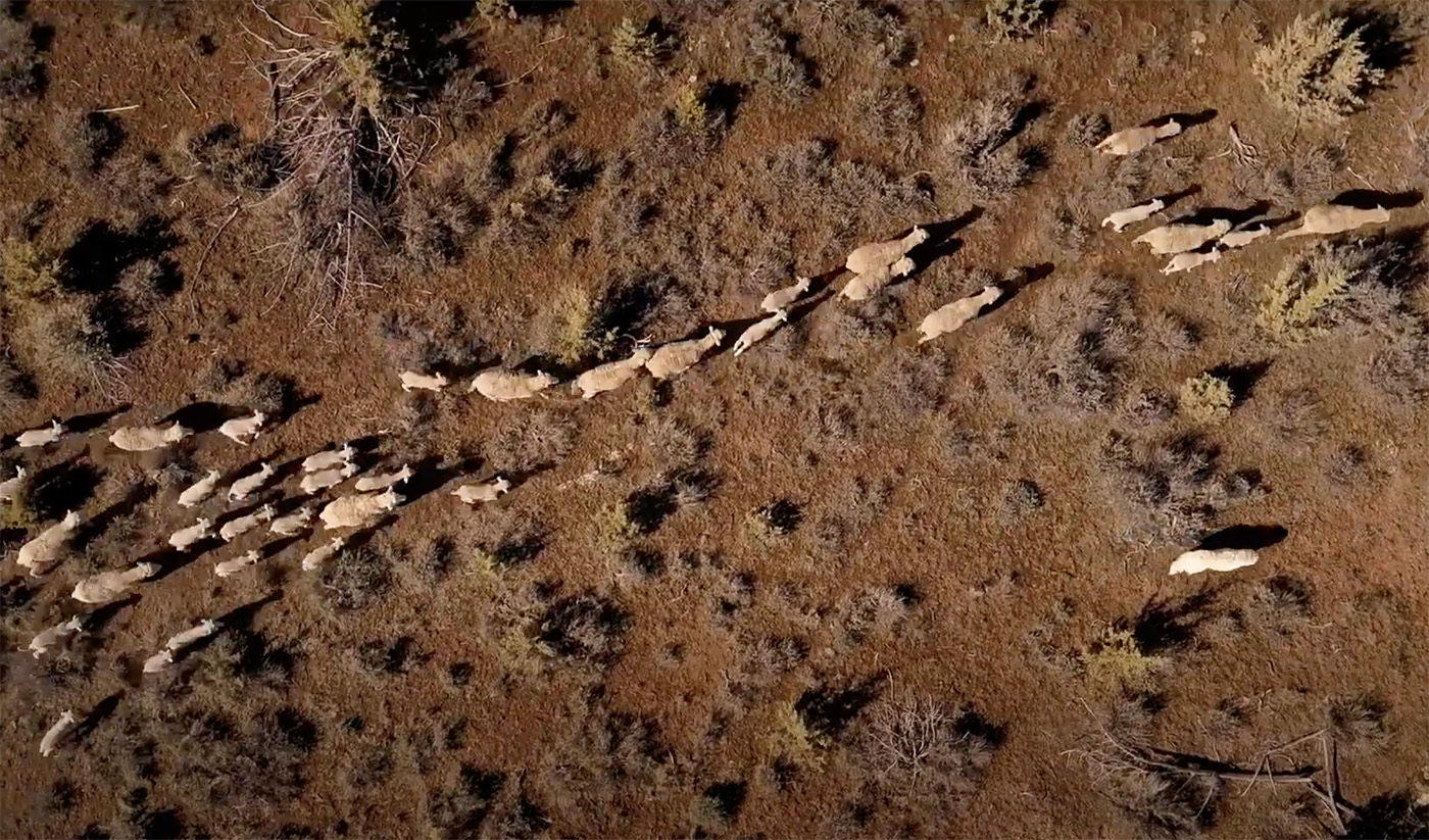 Sheep grazing in Oregon