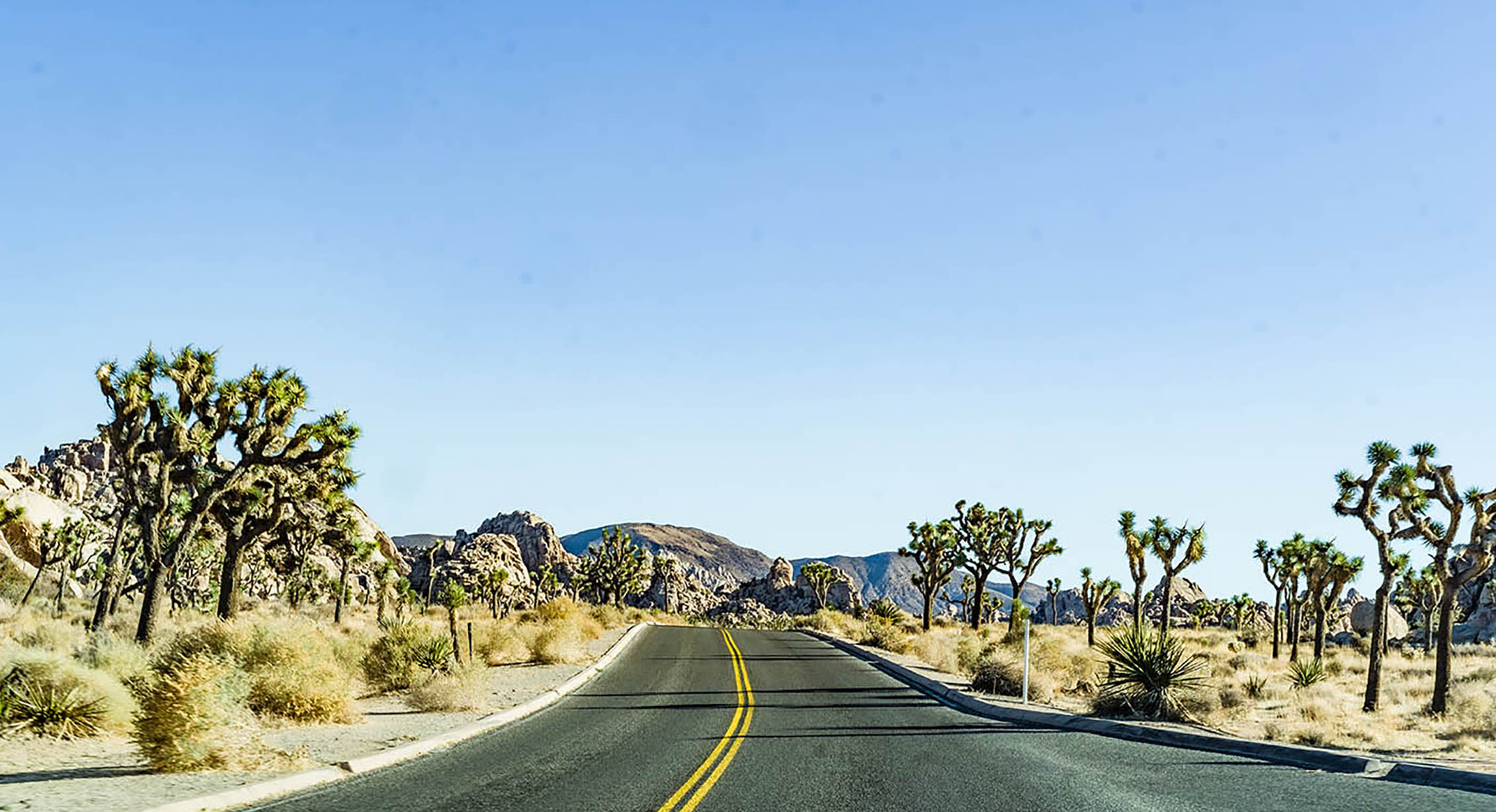 Driving in Joshua Tree