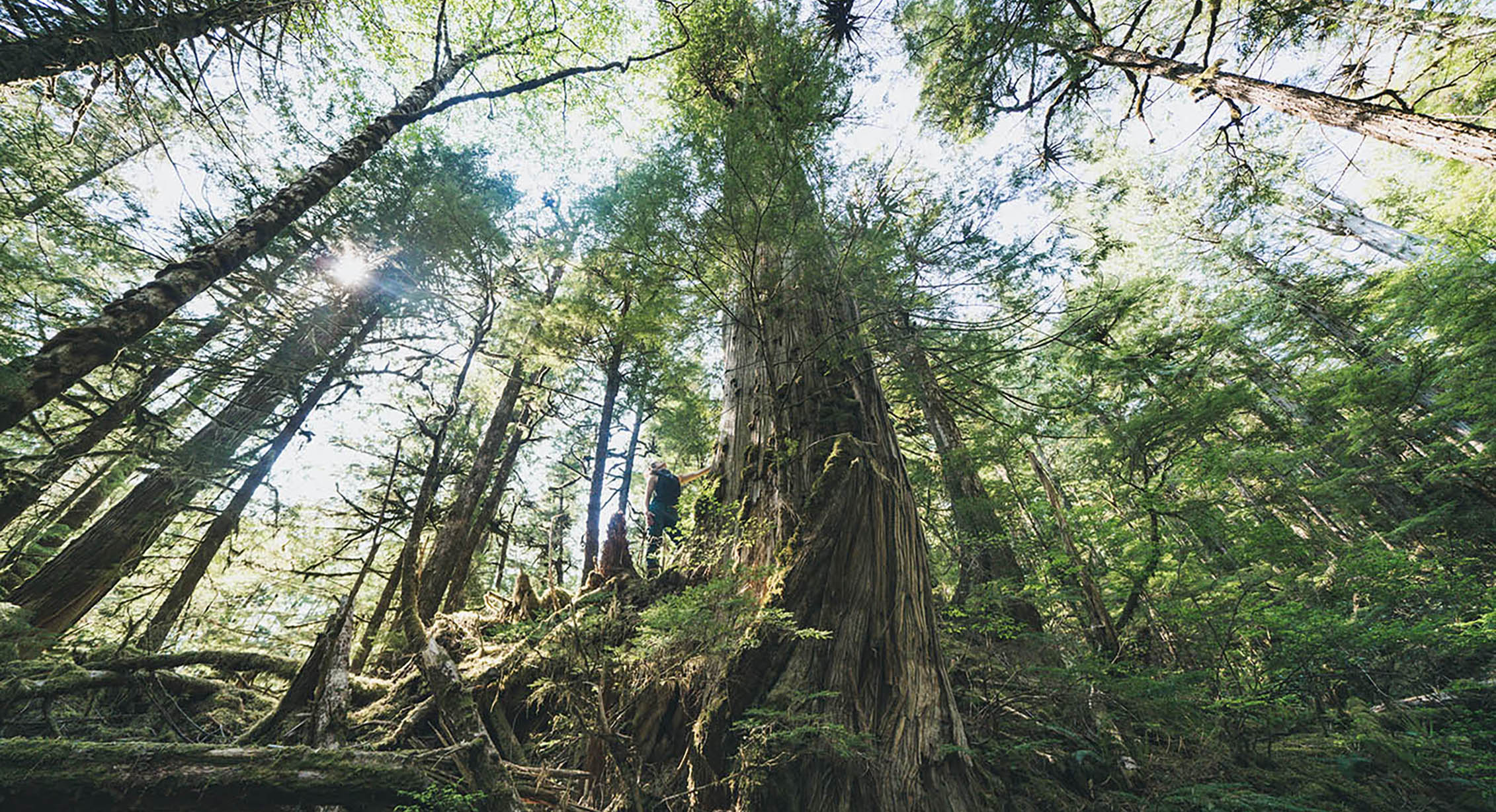 Tongass National Forest