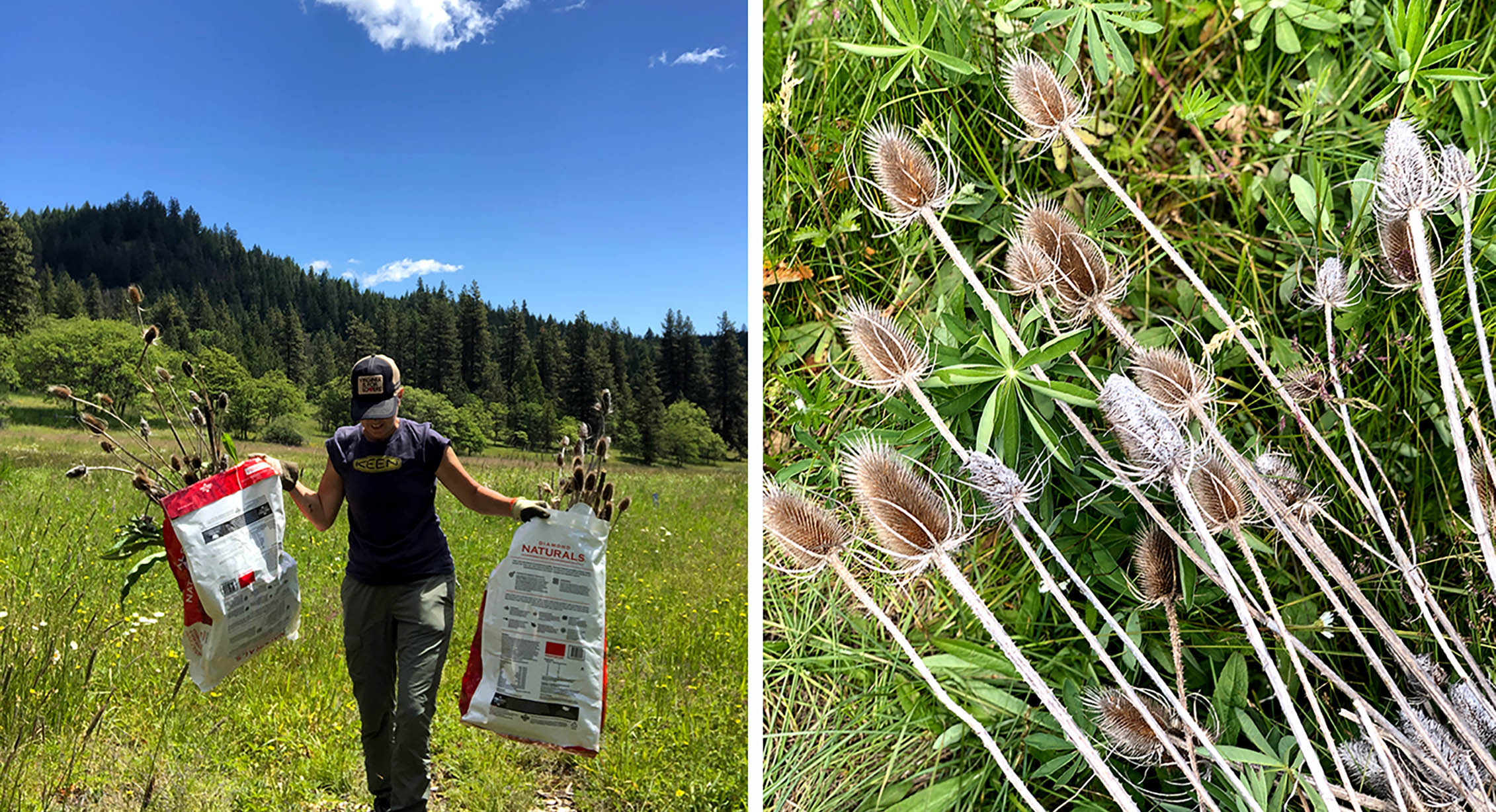 Removing Teasel from a wetland in Oregon.