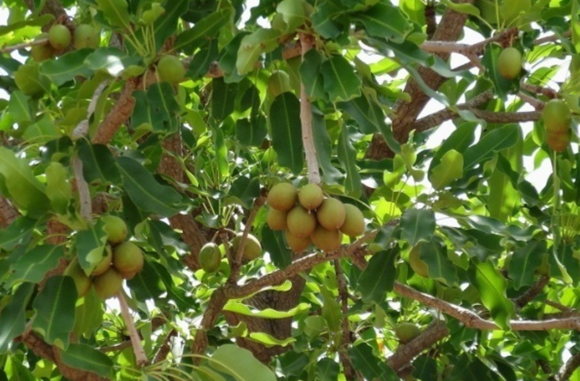 African shea tree with shea nuts