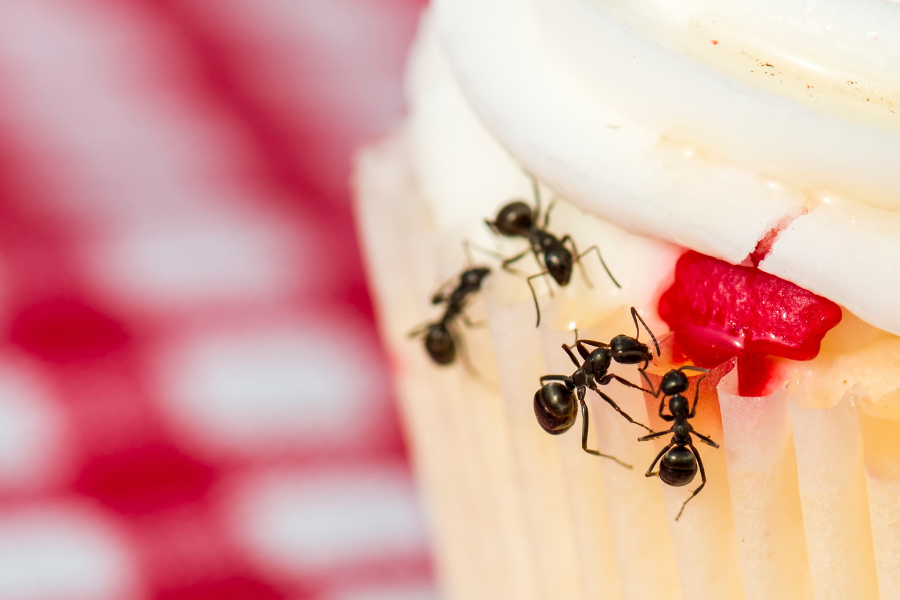 Ant Repellent DIY: How To Get Rid of Ants Naturally