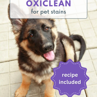 homemade oxiclean for pet stains